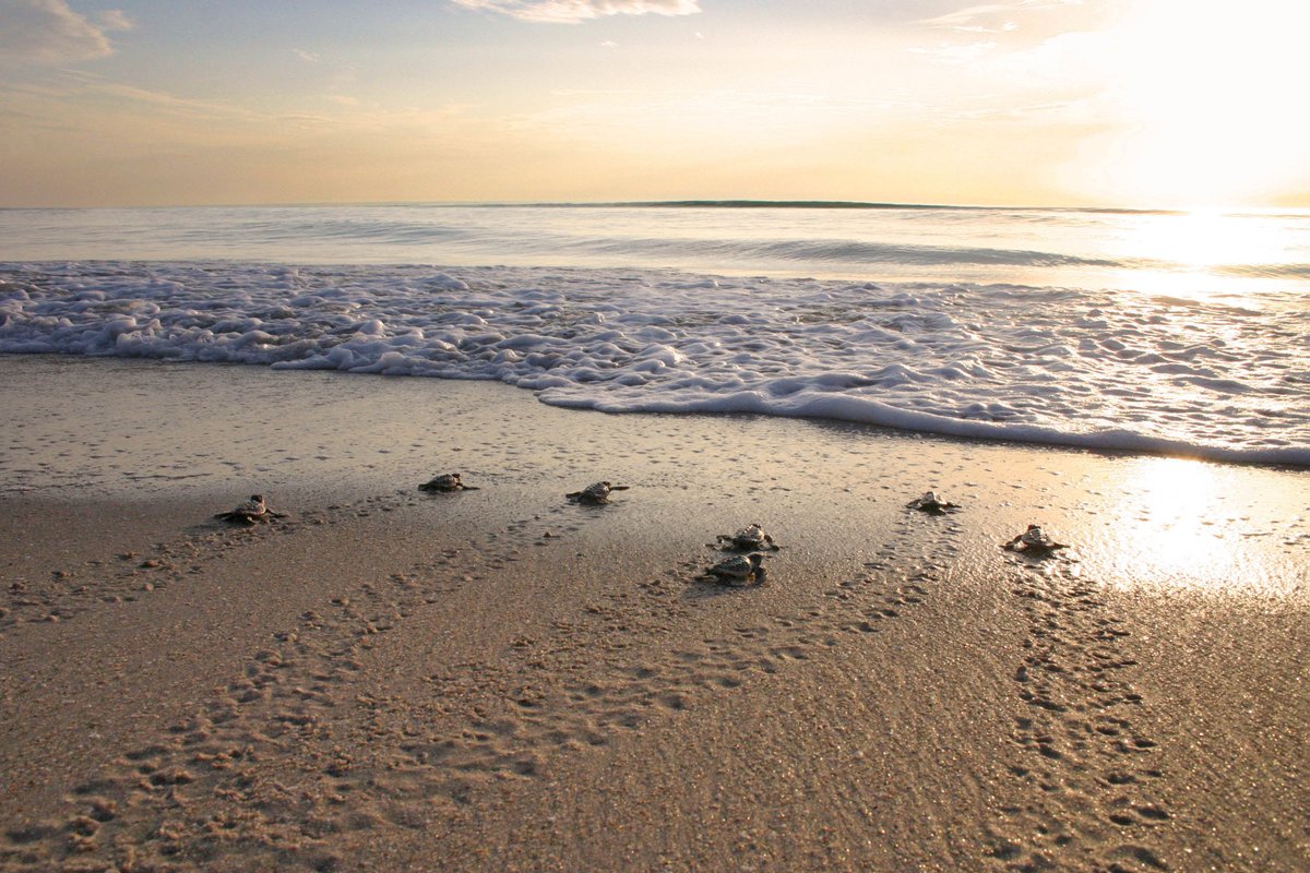 NOAAFisheries's tweet photo. Join us in celebrating #SeaTurtleWeek. Take a look at how conserving and protecting sea turtles is a part of our core mission: https://t.co/nQGckmOdH5 https://t.co/Ylla122Do1