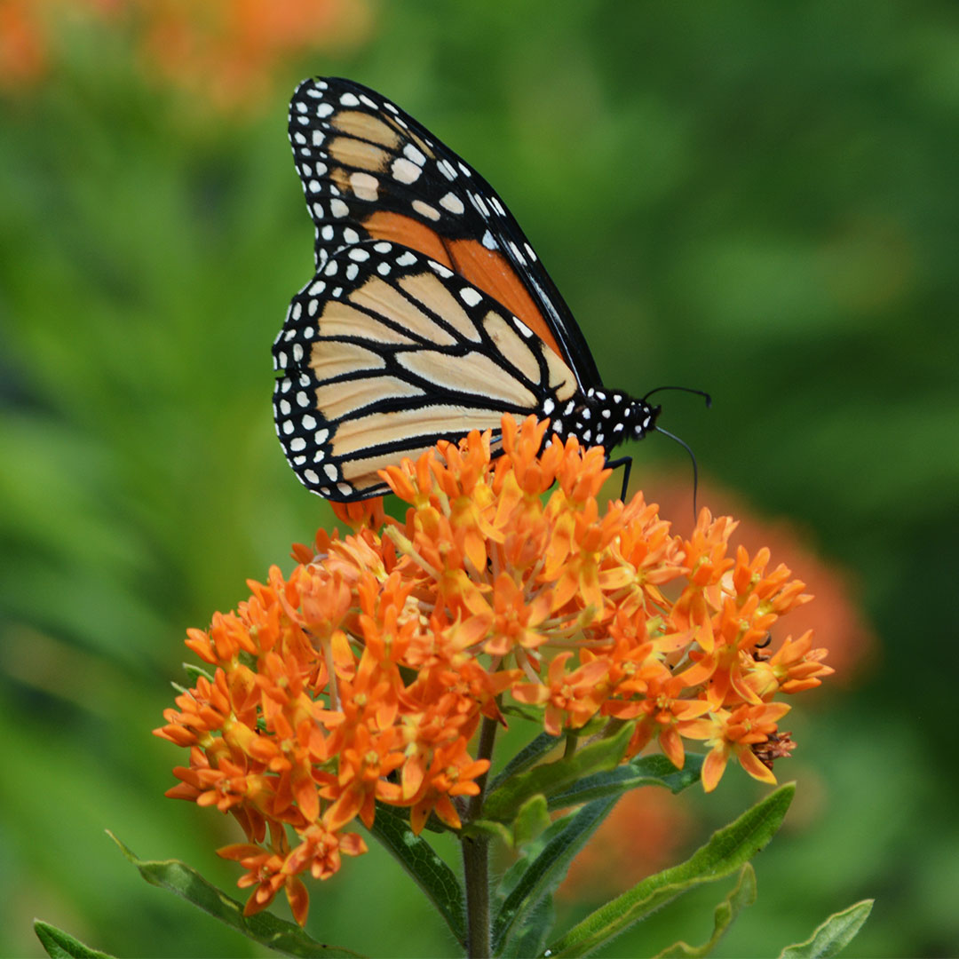 Prairie Moon Nursery tweet media