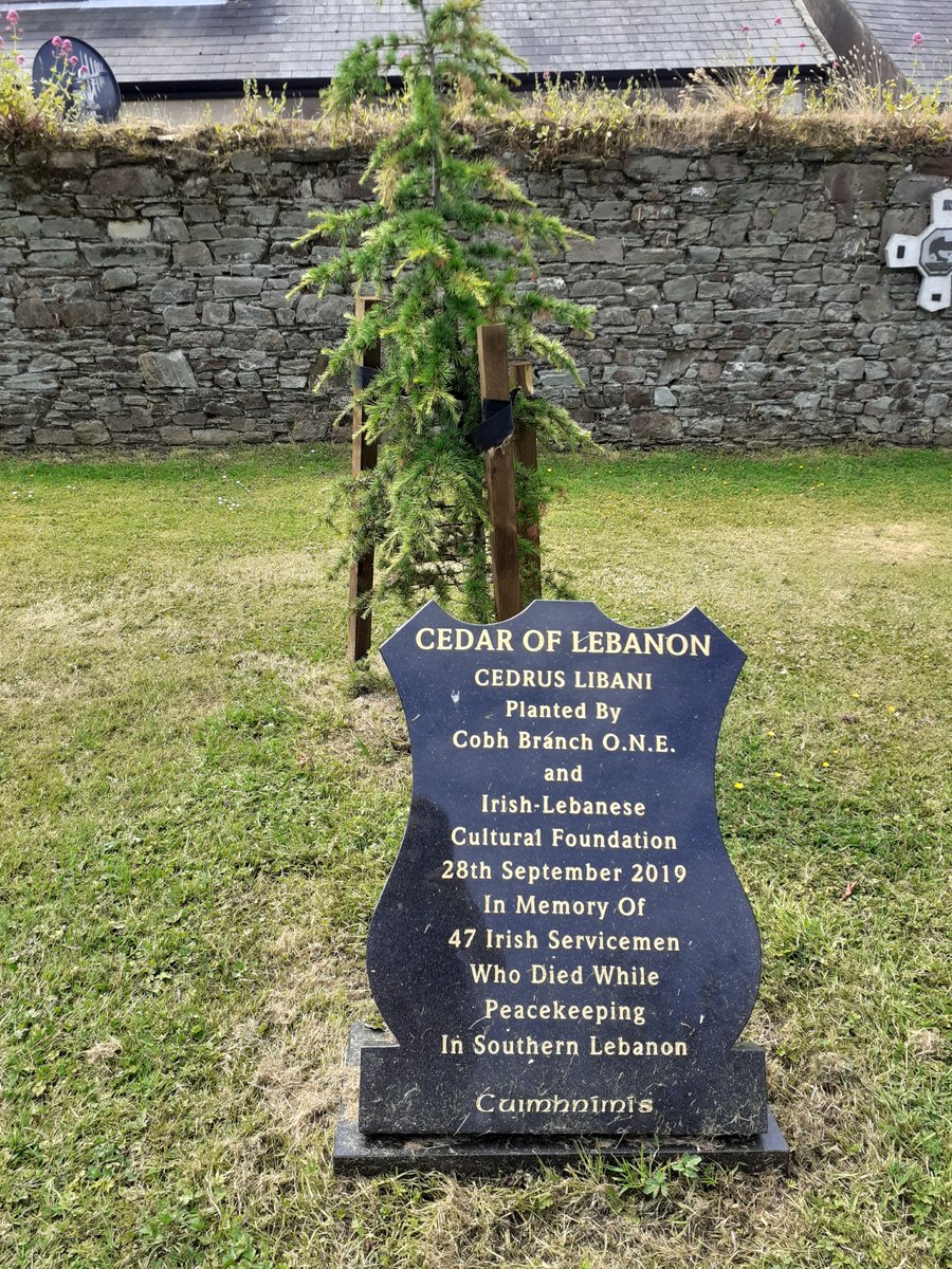 Cedar of #Lebanon planted here in #Cobh in memory of the 47 #Irish #UNPeacekeepers who died there #UNIFIL #Irishdefenceforces 🇨🇮🇺🇳🇱🇧