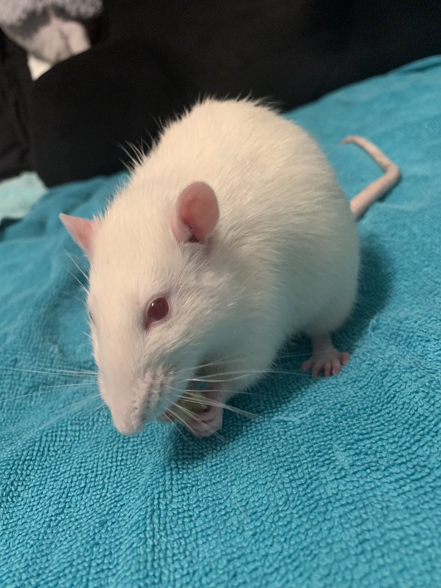 ryocarroll's tweet photo. @ds106dc “Hi! I’m Casper! My favorite things to do are running around in my ball, eating all the treats I can (especially banana chips), and snuggling/annoying my mom!” @eng304cripps #tdc3077 #ds106 https://t.co/Pkz3o2OsFz