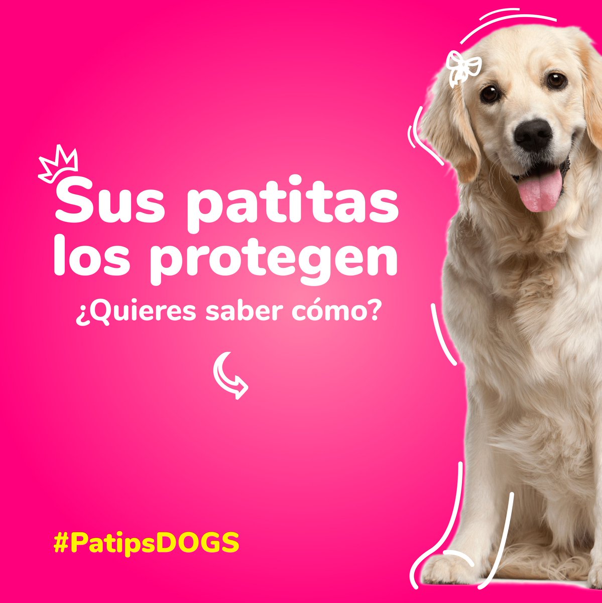 patipspanama's tweet photo. #PatipsDogs! Hola a todos! Te contaremos algunos datos importantes sobre las patitas de tus perros, especialmente de las almohadillas que protegen sus huesos.

#Patips #Animalesdomesticos #Petstagram #Tipsanimales #Animalestiernos #animallovers https://t.co/L3FCDVyYwo