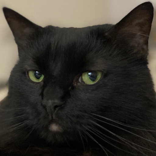 cowcowcowcow tweet media