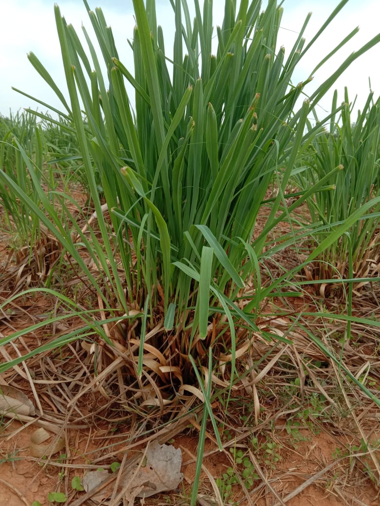 AspirationGodda's tweet photo. Lemon grass cultivated on 400 acre  fallow land under Godda District https://t.co/kBcrcCRB8d