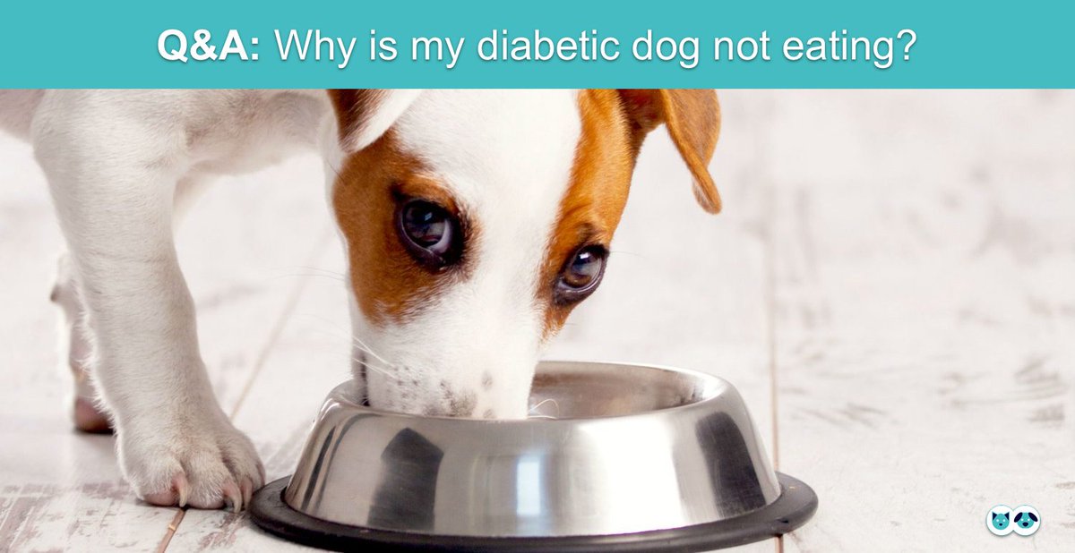 my diabetic dog is not eating