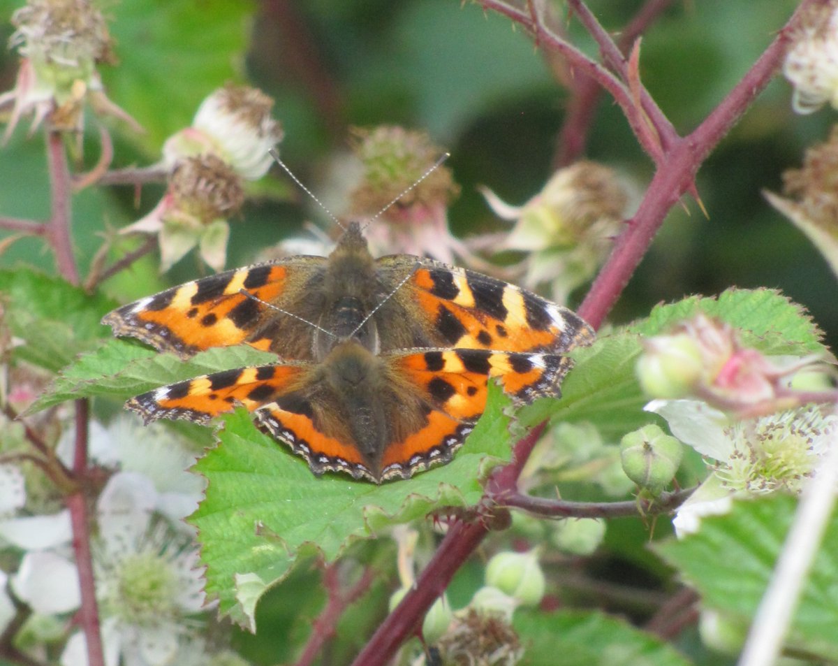 greenbeltsal's tweet photo. @RichardFoxBC #Tortoiseshells out and about today @BC_Yorkshire
@Butterfly_bros
@savebutterflies @britbutterflies https://t.co/FuTIHq9pWK