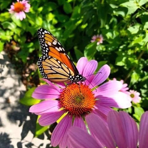 fpparks's tweet photo. One of the best ways to admire nature is to capture it! 🦋🐛🌷#NaturePhotographyDay 📸 • • • #fpparks #parks #parksandrecreation #nature #photography #butterfly #caterpillar #flowers #playgrounds #artsy #franklinpark…
📸 https://t.co/NaJqNItmoY via https://t.co/1oCHuhA4an https://t.co/3rpG7tQ0H1