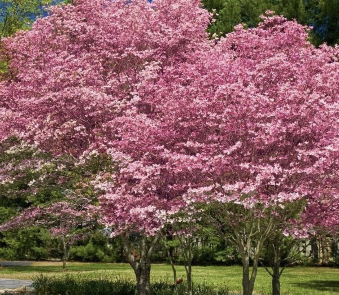 MrsMollyWillis's tweet photo. @TheBookerPrizes @ShokoofehAzar @EuropaEdUK @TeditorTed @jenniferlcroft @ValeriaLuiselli @FiammettaRocco @woodgaby The pink dogwood tree is my favorite! #InternationalBooker2020 https://t.co/Ps8ojwaeK0