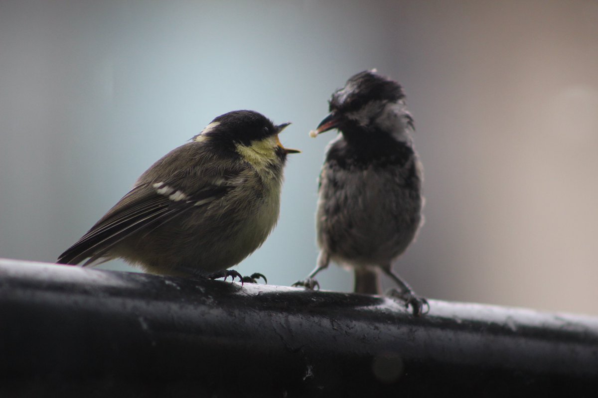The best thing about living on the 2nd floor? The tree canopy is window height! Coal tit and juvenile have been visiting all day so I’ve barely moved. Baby looks plump while mum looks a bit raggedy. Perfect company for #mondaythoughts. #natureathome #solaceinnature