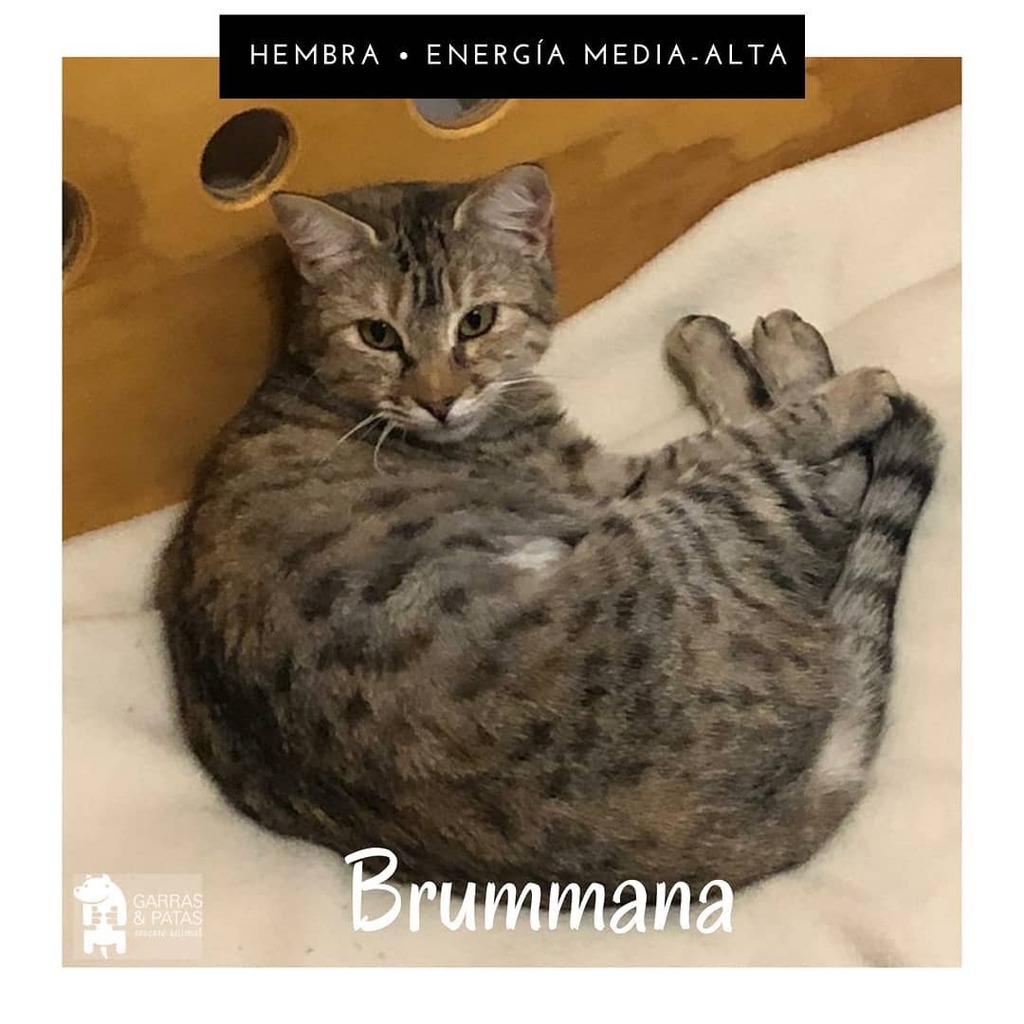 Brummana es una hermosa gatita atigrada, de apenas un año de edad. Fue rescatada muy débil de salud, por lo que actualmente toma vitaminas para fortalecer su cuerpecito. Es muy dócil y cariñosa, aunque un poco tímida al inicio, se ganará tu corazón y te … instagr.am/p/CBdnPWDBQ0d/