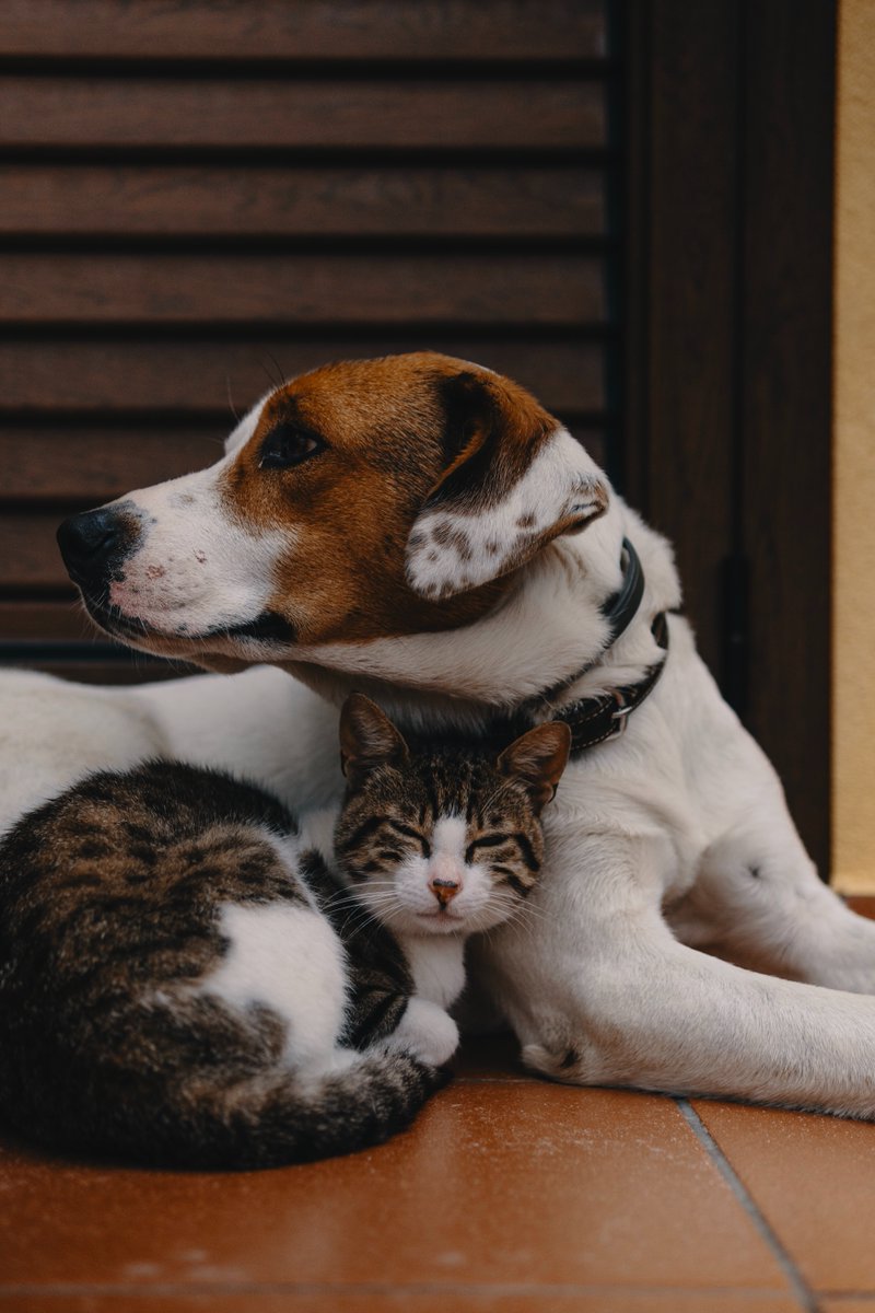 stocktoncouncil's tweet photo. 🐾 Getting a pet? Make sure your breeder is licensed. 

⚖️ The law says that puppies and kittens must be purchased from a licensed breeder or adopted from a rescue centre.

✔️ If in doubt check your breeder's licence details with the Council.

#NLW2020 https://t.co/drFtF2iKgp https://t.co/onlnrzFvvu