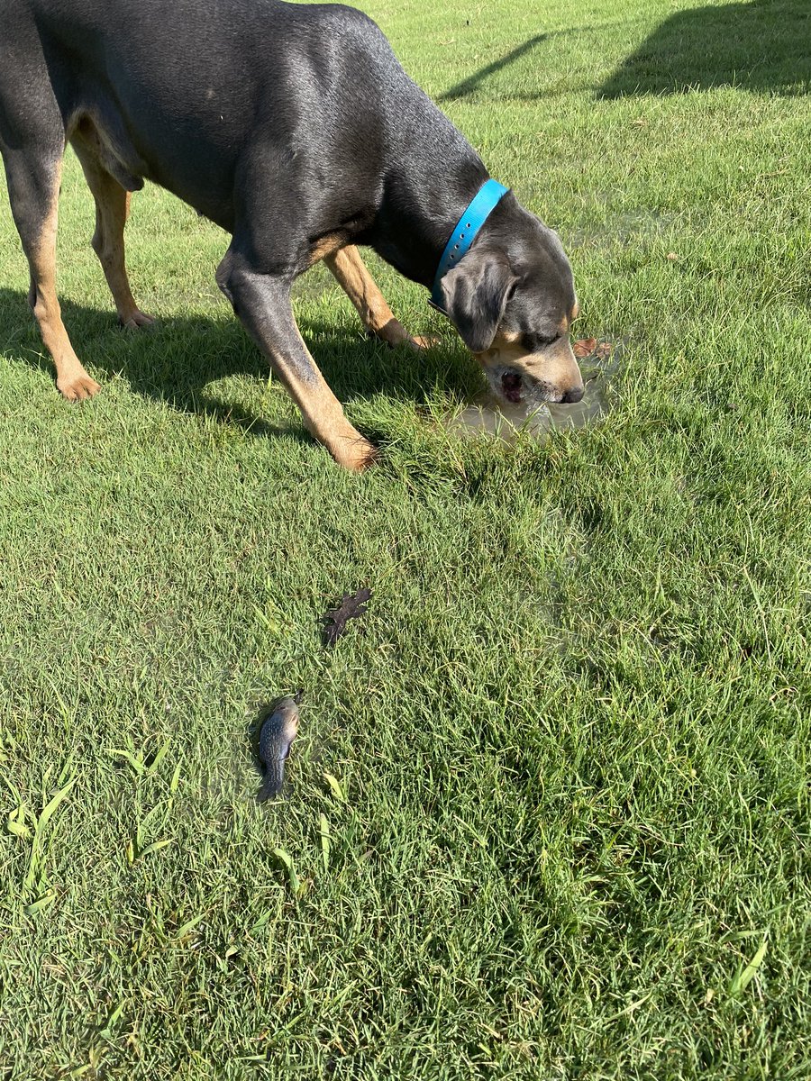 JR_Bohn's tweet image. I had a leak overnight and this fish was going upstream to #3 green @DogsOfTurf @SuperProblems @grumpysuper