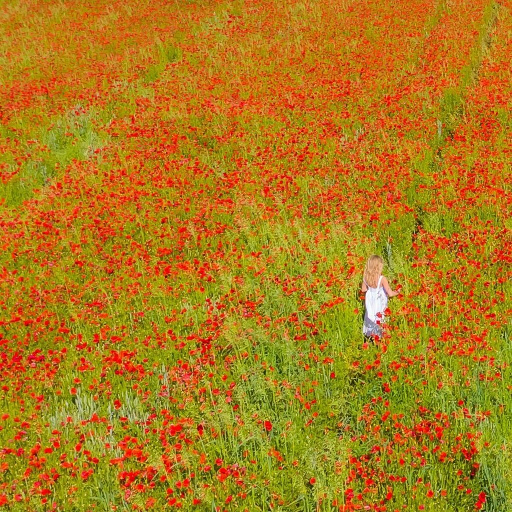 The Poppy Field⁠⠀
⁠⠀
#poppies #poppy #poppyfield #flowers #redflowers #drone #dronephotography #mavicpro2 #dji #kentnature #kpics #kpicsphotography #countryside #britishcountryside #beckenhamps #granddaughter #kentphotography  #faversham  #dronestagr… instagr.am/p/CBdhI1EDlv0/