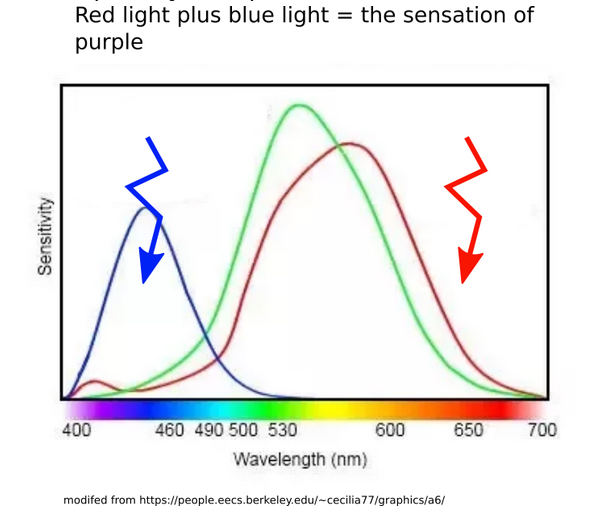 Instead of being formed by a single light or mixture of similar lights, purple is formed by simultaneously stimulating our non-adjacent red-sensitive and blue-sensitive cones in our eyes. 2/n