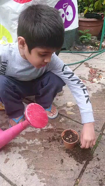 SpringCPS's tweet photo. Check out some of year two's amazing, science home learning. They have been growing various plants (beans, watercress and even flowers), observing them daily and sharing their finding with one another. I wonder what changes will occur in the next few days. https://t.co/o2zdiXLvIm