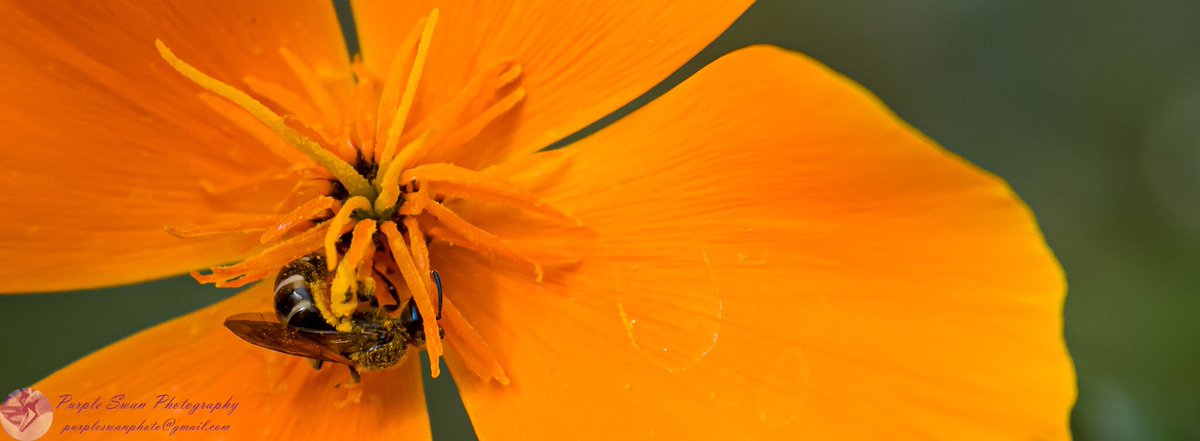 purpleswanphoto's tweet photo. Thank you all for your kind words tonight. I’ve been struggling recently, but doing something positive as lifted my spirits. Sharing my photos does this as well, I just wish I could do it all the time. #MarvellousMonday #WorcestershireHour #positivityeveryday https://t.co/wc37NwbYMv