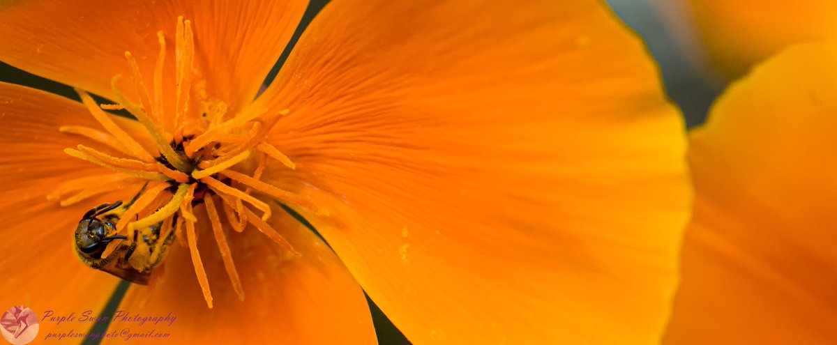 purpleswanphoto's tweet photo. Thank you all for your kind words tonight. I’ve been struggling recently, but doing something positive as lifted my spirits. Sharing my photos does this as well, I just wish I could do it all the time. #MarvellousMonday #WorcestershireHour #positivityeveryday https://t.co/wc37NwbYMv