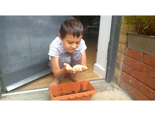 SpringCPS's tweet photo. Check out some of year two's amazing, science home learning. They have been growing various plants (beans, watercress and even flowers), observing them daily and sharing their finding with one another. I wonder what changes will occur in the next few days. https://t.co/o2zdiXLvIm
