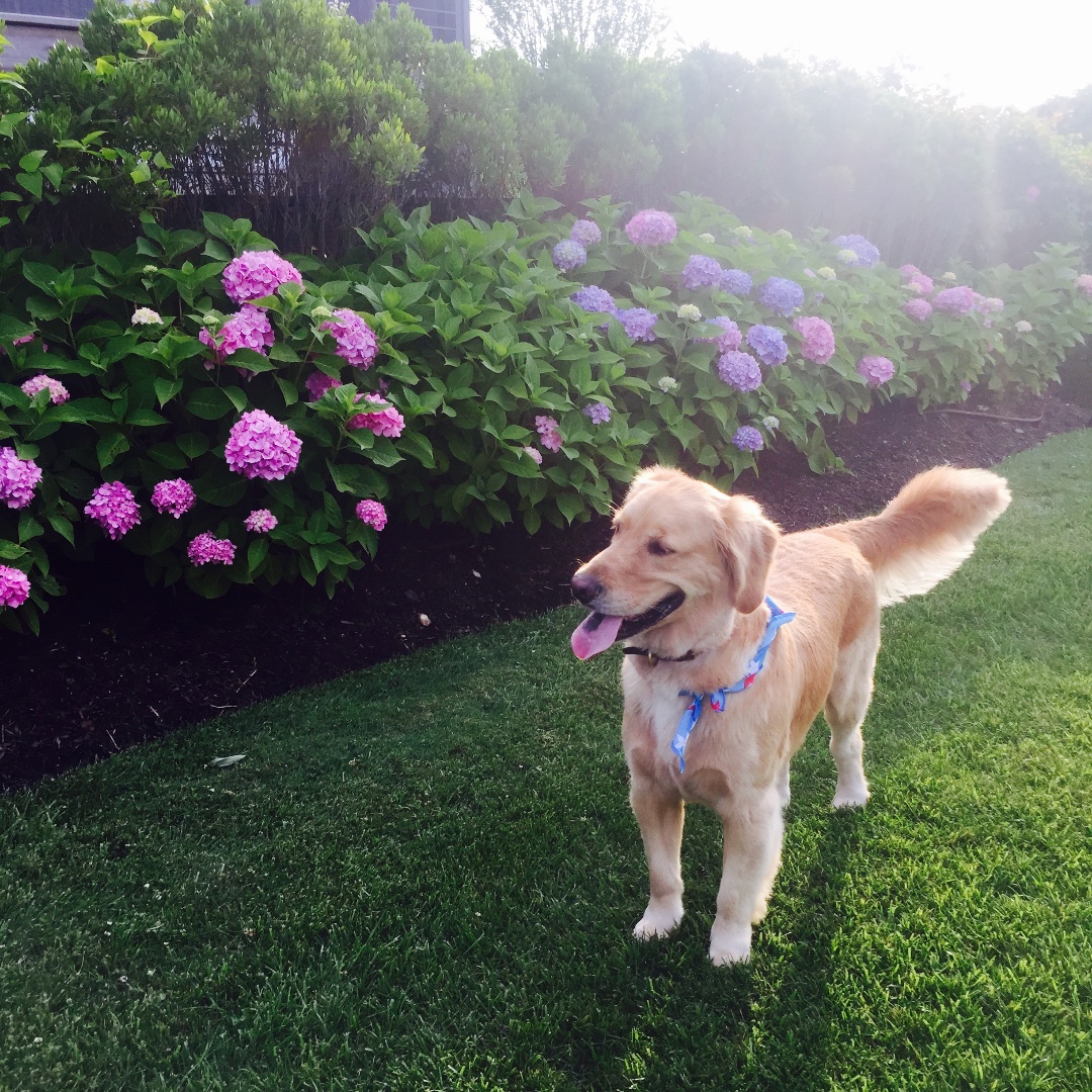 Happy Summer Monday! 

#Summer #SummerMonday #OnlyatGumps #giftsatGumps #doglovers #puplovers #furry friends #mansbestfriend #Petstagram #dogoftheday #dogsofinstagram #funinthesun