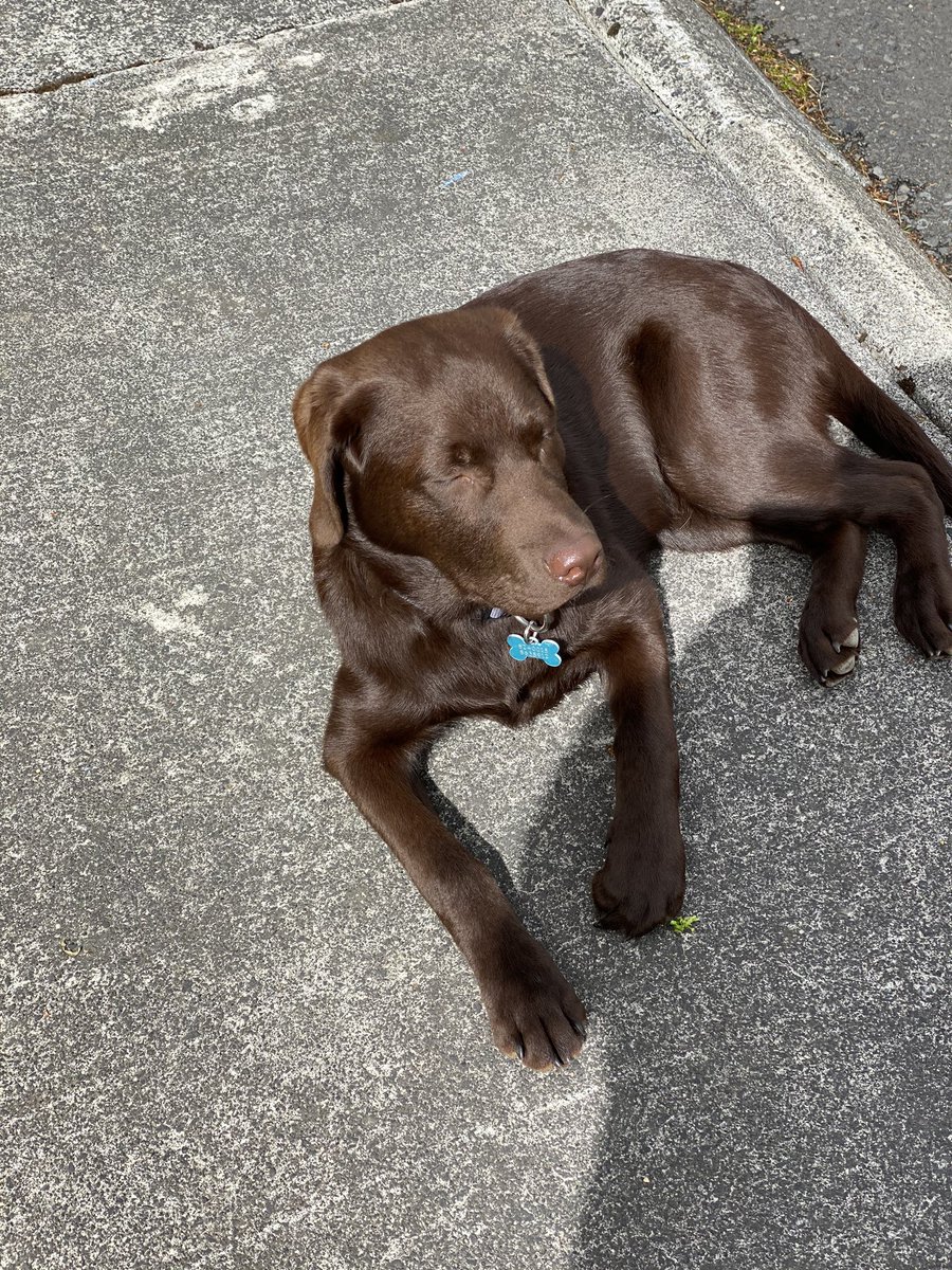 Er sennilega með lélegustu  afsökun í sögu fótboltans fyrir að vera ekki á bekknum í kvöld ! Hundanámskeið. <a href="/Fotboltinet/">Fótbolti.net</a> <a href="/Fjolnir_FC/">Fjölnir FC</a> #kappi