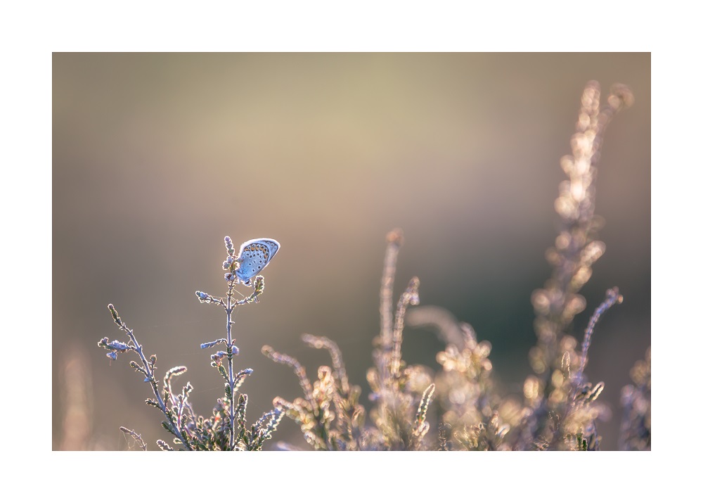 catkin314's tweet photo. Silver studded blues out in force in the #NewForest at the moment #WexMondays https://t.co/bn2MFNVnVS