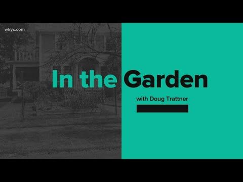 Upping your garden game: Doug Trattner shares his tips. Guess where his soil came from... buff.ly/3d3IC6S