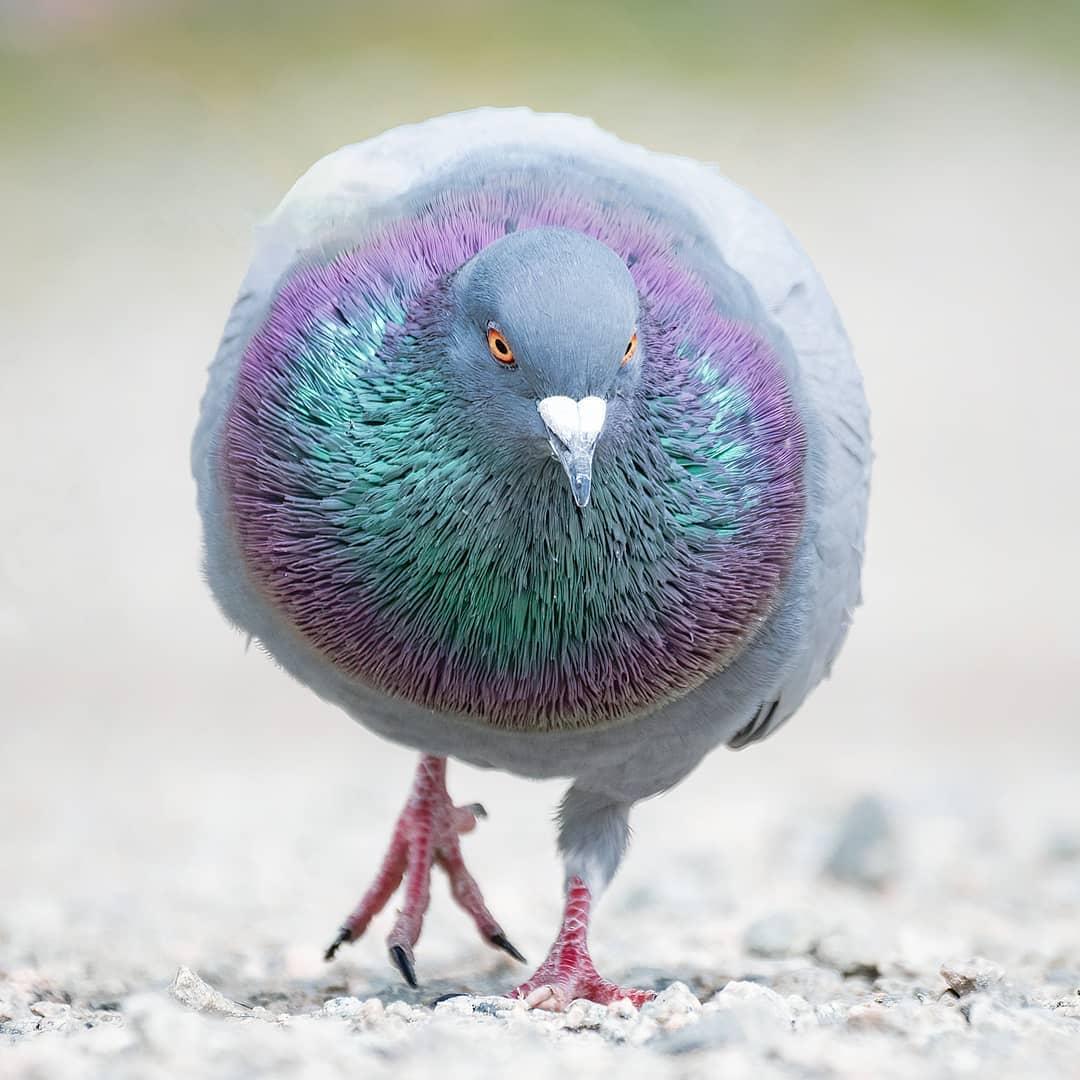 BBCEarth's tweet photo. The bird with street-smarts 🧠⁣⁣⁣

Despite their reputation, pigeons are remarkably smart birds. They form cooperative family units and have the ability to find their way home from hundreds of miles away!⁣⁣⁣

#EarthCapture by 4elementphotos (Via Instagram) https://t.co/45Db260SSx