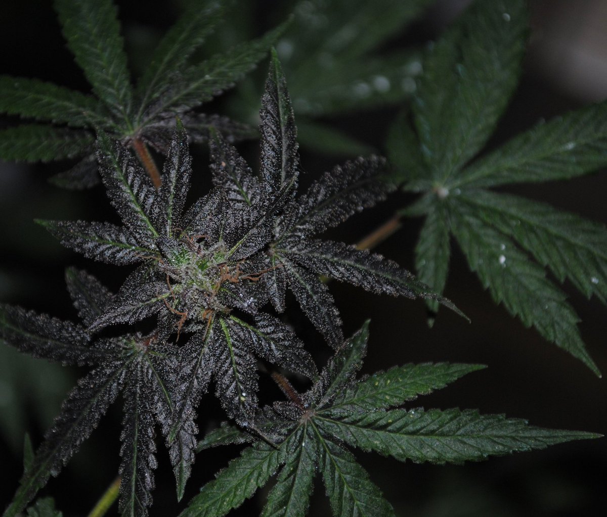lamotagrow's tweet photo. #SweetPureCBD 🌿 fue presentada hace poco más de dos años y sigue ocupando el 'podium' 🏆como la variedad #CBD más pura de #SweetSeeds ¡toda una garantía si buscas semillas ricas en este cannabinoide!😎
➡ https://t.co/P0aDpax6Aq https://t.co/hX7tNl4GvK
