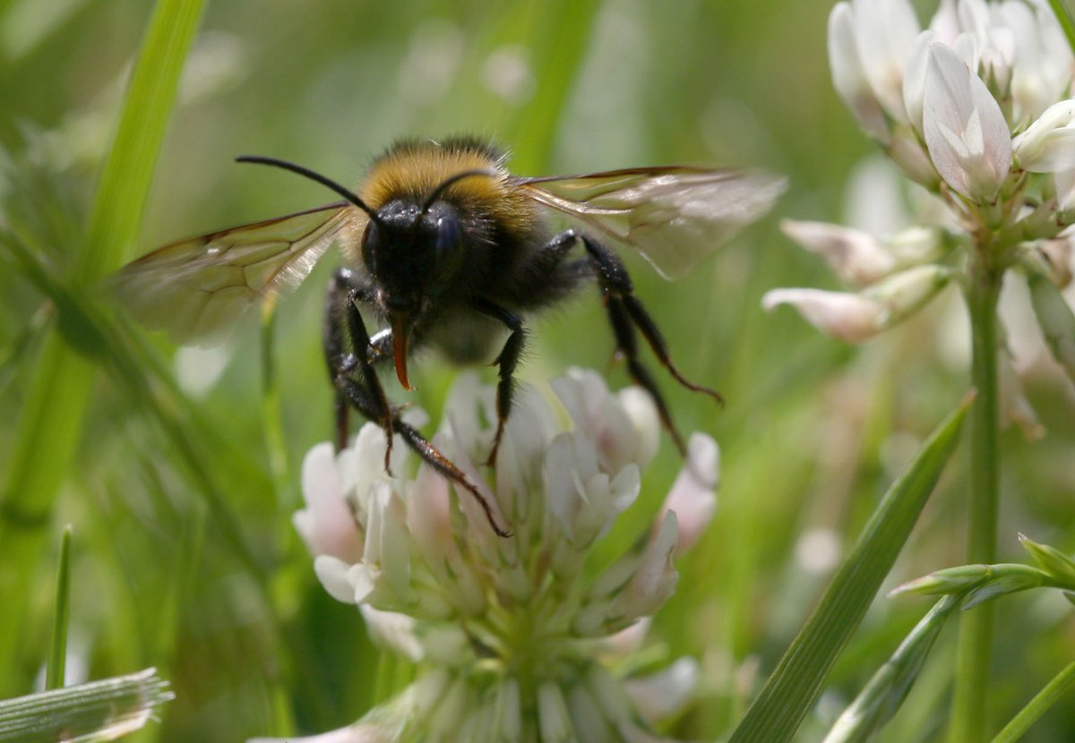 BuzzbeeNature's tweet photo. Working alongside the Bee Team in the clover #bees #bee #beeteam #bumblebee #pollinate #insects #flight #honeybee #beehive #clover #workerbee #nature #naturegarden #naturegroup #photography #macro #children #Norwich #Norfolk #NR1 #education #learning #macro #countryside https://t.co/NxTxJnn9SG