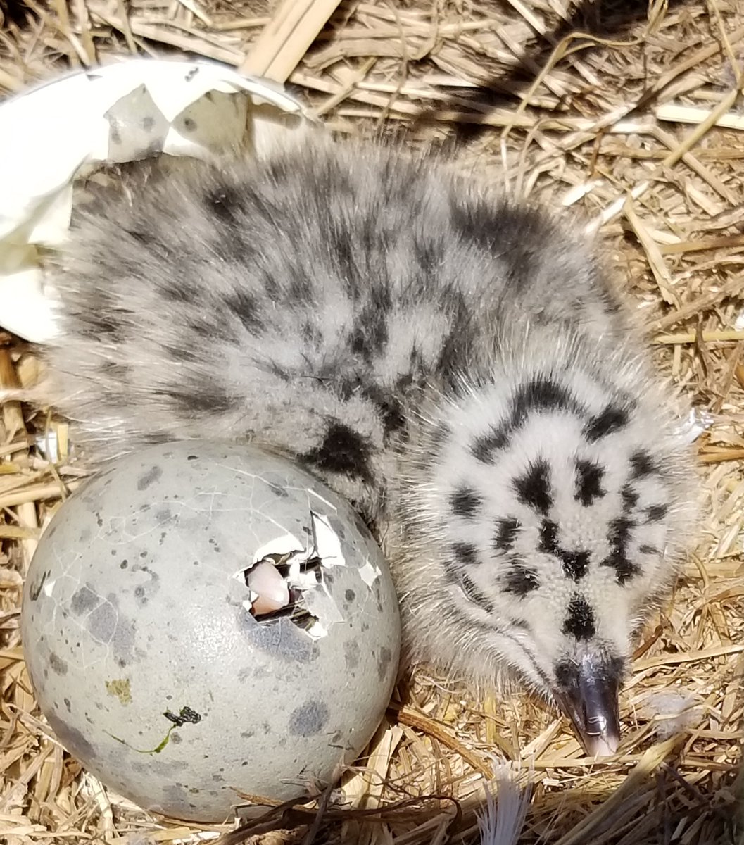 CHISNPS's tweet photo. Western Gulls are currently hatching on Anacapa and Santa Barbara Islands! These fluffy chicks were born on Anacapa, home to the largest breeding colony of Western Gulls in the world.

To learn more about western gulls visit https://t.co/ddJjNgq290

Photo NPS/Brenda Murguia https://t.co/qgJfgslTjo