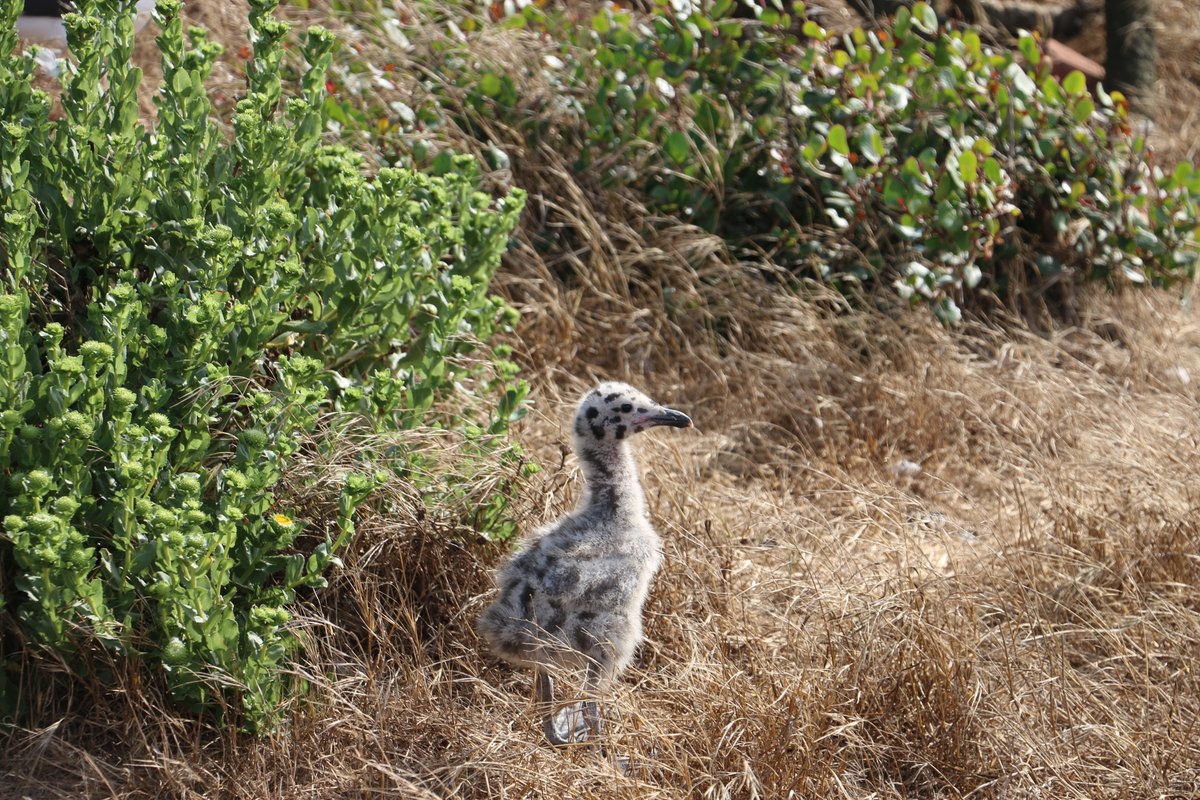 CHISNPS's tweet photo. Western Gulls are currently hatching on Anacapa and Santa Barbara Islands! These fluffy chicks were born on Anacapa, home to the largest breeding colony of Western Gulls in the world.

To learn more about western gulls visit https://t.co/ddJjNgq290

Photo NPS/Brenda Murguia https://t.co/qgJfgslTjo