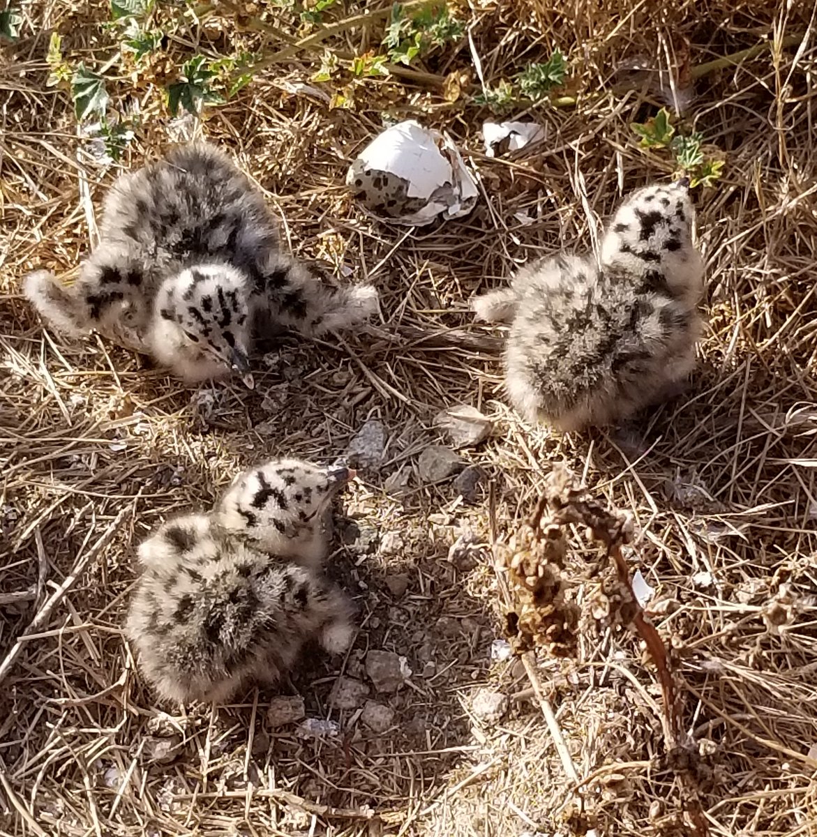CHISNPS's tweet photo. Western Gulls are currently hatching on Anacapa and Santa Barbara Islands! These fluffy chicks were born on Anacapa, home to the largest breeding colony of Western Gulls in the world.

To learn more about western gulls visit https://t.co/ddJjNgq290

Photo NPS/Brenda Murguia https://t.co/qgJfgslTjo