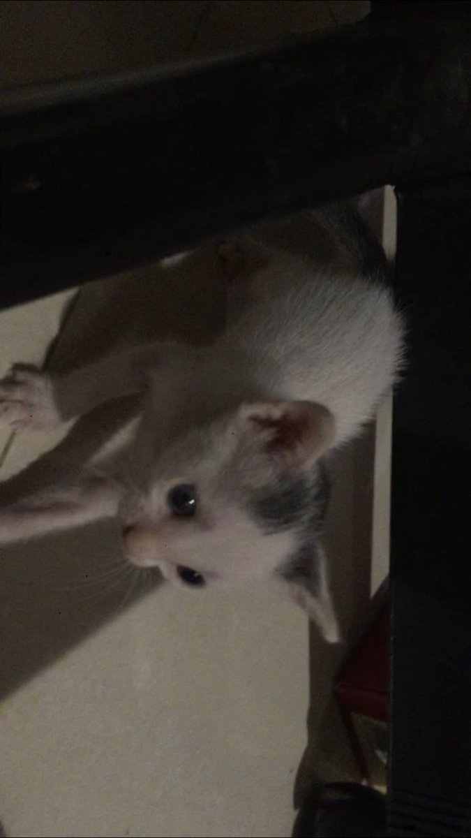 عاجل قطتين صغار في فترة الرضاعة للتبني العاجل في مكة منطقة الشوقية , الشخص يحتاج متبنى ضروري في اقرب وقت , اللي يقدر يتواصل مع صاحبة الحساب هذا ( @PrivateSi_ ) ... وشكرًا
 <a href="/GA__WM/">جمعية تعايش معي للرفق بالحيوان</a> <a href="/rt_10000000/">تبنى 🐈</a> <a href="/RiyadhCats/">RiyadhCats</a> <a href="/adoptdontshopl/">Adopt Don't Shop - تبنّى لا تشتري</a> <a href="/PIN_Jeddah/">Pets In Need</a> #تبنى_لاتشتري