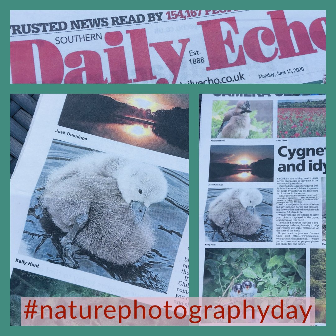 Super excited my image in print @dailyecho #naturephotographyday #photography #photoinprint #photoinlocalpaper #dailyechocameraclub #naturalhuntphotography #nature #beauty #beautyinnature #nature_perfection #cygnets #swans #nature_ig #southamptonphotographer #naturethroughmyeyes