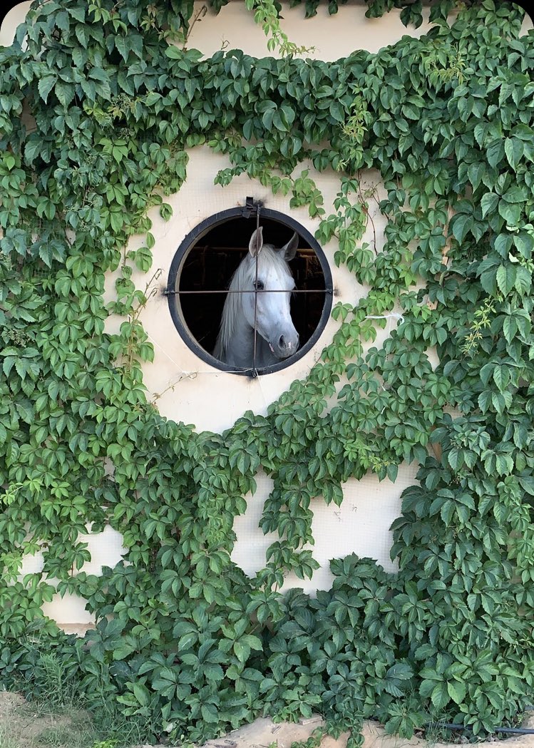 Sakr❤️❤️❤️ (@sakrboss77) on Twitter photo 