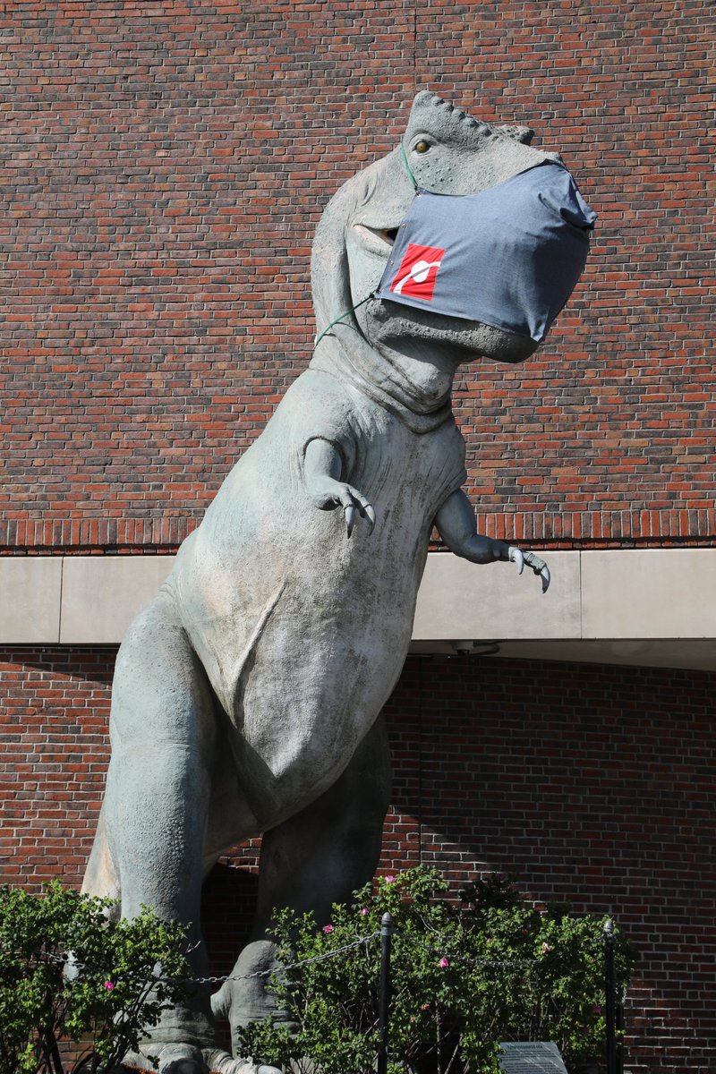 Our T. Rex is masked and awaiting the day that we can safely welcome you all back to the Museum. This custom Dino-sized mask is approximately 4.5 ft wide and 3.5 ft high, and took an MOS Staff member about 10 hours to make!