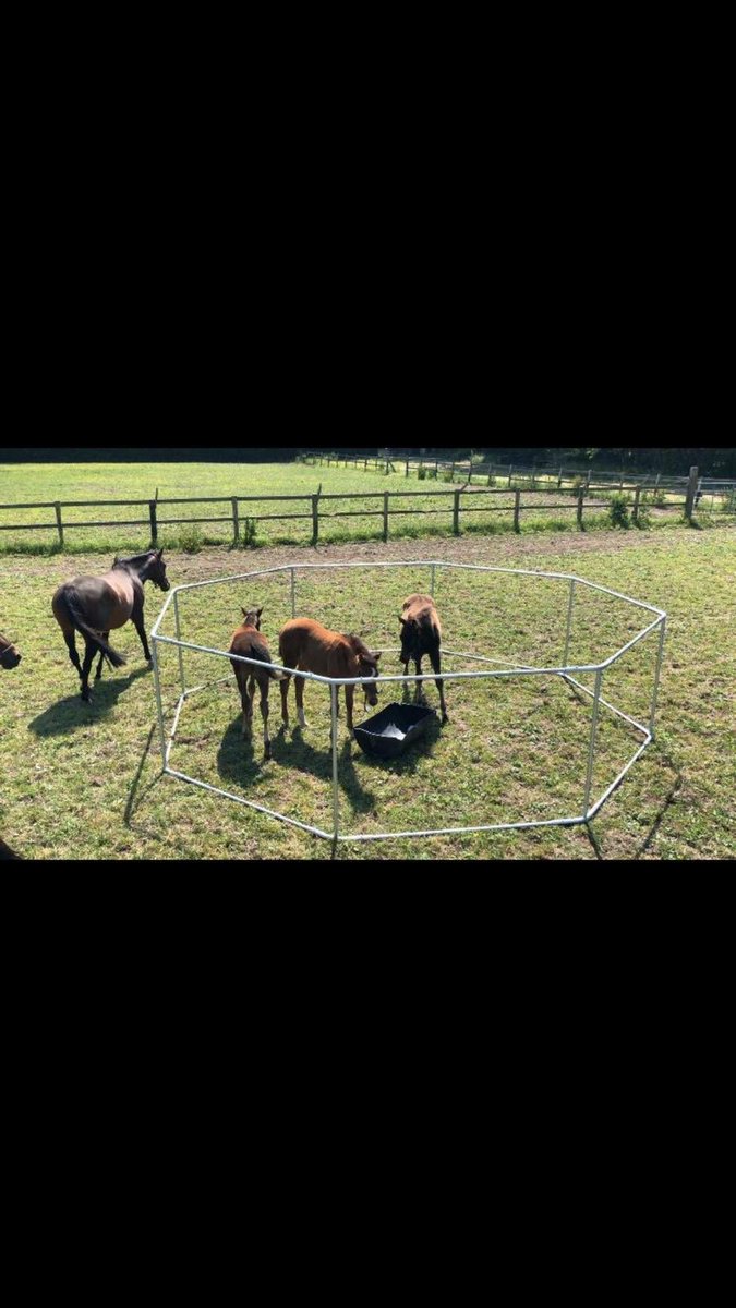 basilbrindley's tweet image. Creep feeders for sale, PM me for more information.🐎🐎