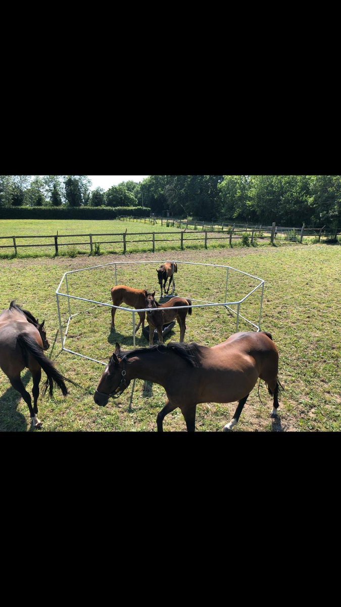basilbrindley's tweet image. Creep feeders for sale, PM me for more information.🐎🐎
