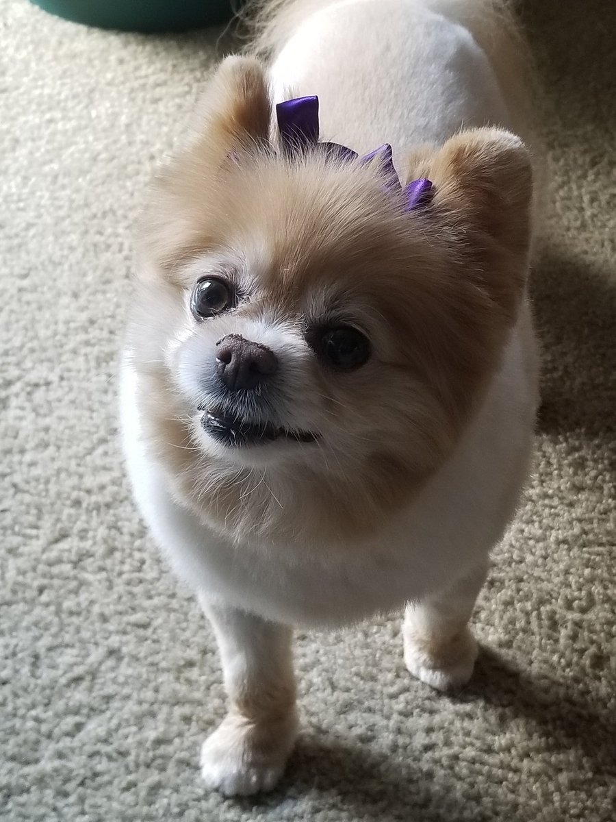 dancintn's tweet photo. My previous girl is 9yrs old today. #superstardixie #birthdaygirl
@CaddieChris814 @whitwhit78 @LindaUTFootball @Aq0730 @missy_john_07 @JenniferHorsle3 @FetherJo https://t.co/kCXeUtgtfo