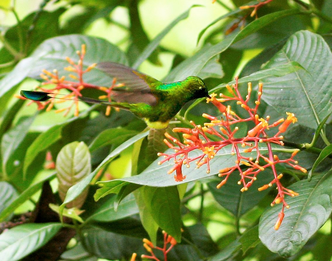 Kessler Laboratory (@kessler_lab) on Twitter photo New review: On plant-mediated conflicts between attracting pollinators and defending against herbivores.
researchgate.net/publication/34… New review: On plant-mediated conflicts between attracting pollinators and defending against herbivores.
researchgate.net/publication/34…