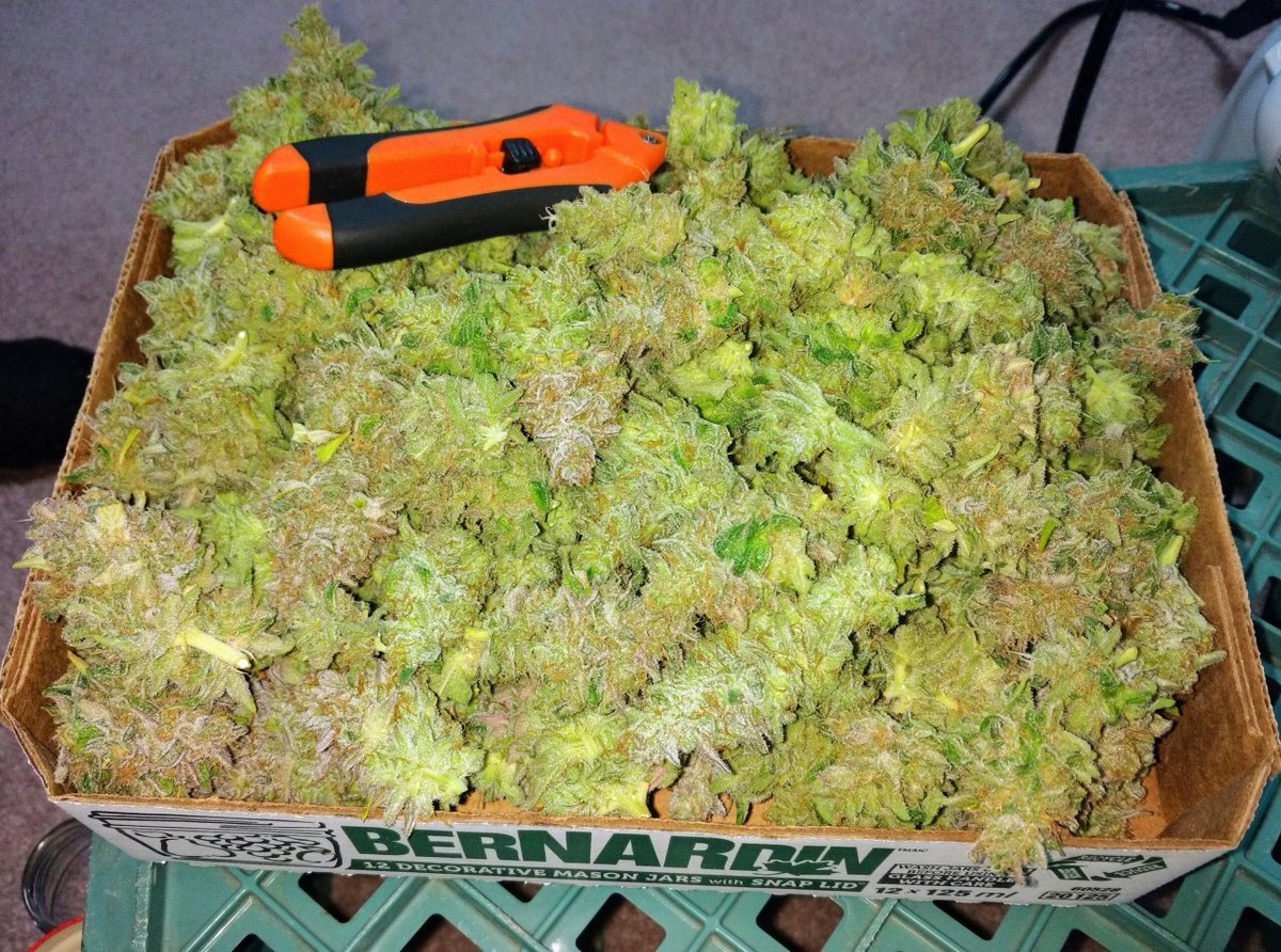 Percys Grow Room tweet media
