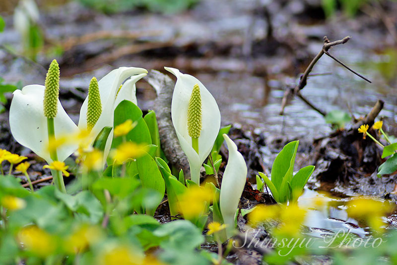 Shinsyu Photo ミズバショウ 長野県各地 過去画像です 水芭蕉はサトイモ科の多年草で 千島列島から兵庫県にかけて生息しています 湿性植物で葉が沖縄や奄美群島に生息している糸芭蕉によく似ているとい う事から水芭蕉という名前が付いたのだそうです