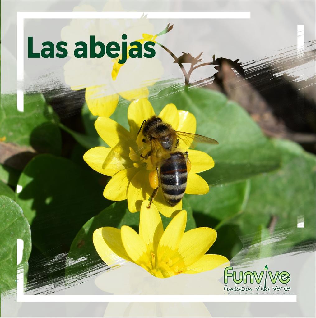 Fundacion Vida Verde (FUNVIVE) tweet media