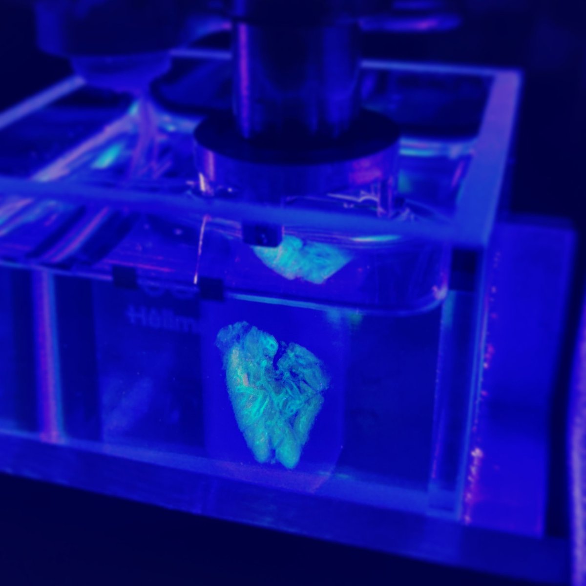 🔬Check out this stunning fluorescent slab of human pancreas in our 3D Microscope (Optical Projection Tomography). We make the sample transparent by adapting the refractive index, which allows to shine through the sample.