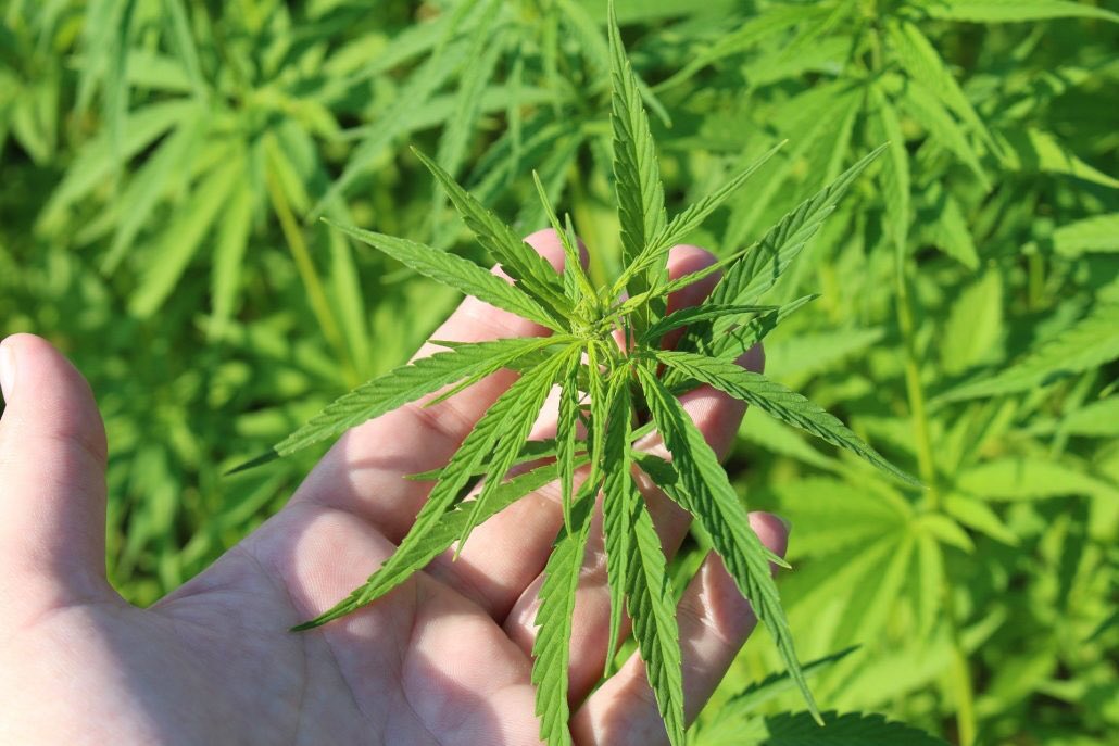 ImperaHemp's tweet photo. Natural Hemp โ๏ธ๐บ๐ธ
https://t.co/xzwmIQvbZv
#cbd #hempoil #Hemp #hemp #CBDT #cbdoil #cbdlpchat #hempcream #cbdcream #Corona #QuarantineLife #CBDhealth #CBDlife #CBDoilSkinHealth #CBDProducts #hempseed #marijuanastocks #marijuananews https://t.co/mNwnlSOZZr