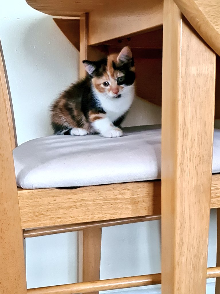 scarletmartina7's tweet photo. Twitter, meet Kennedy 😻 she seems to be settling well. #DermotKennedy #obsessee 😆 https://t.co/wfFPnjj8IE
