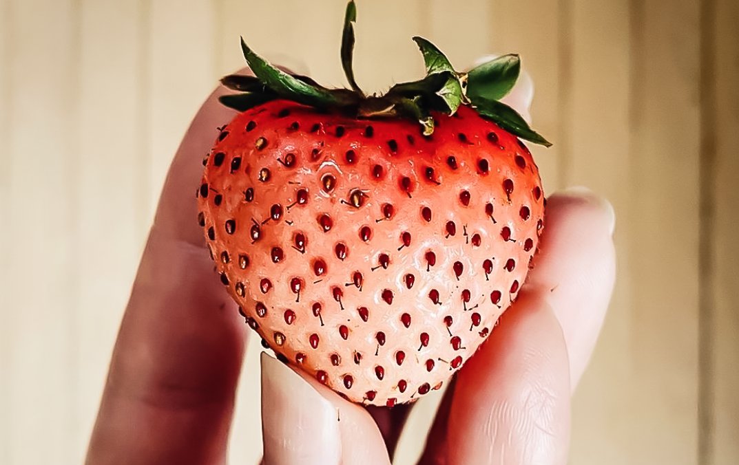 Driscoll's Berries tweet media