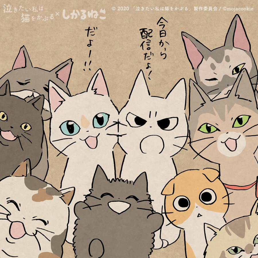 太郎と 泣き猫の仲間たちと
しかるねこと あまやかすねこと ながめるねこ
#泣きたい私は猫をかぶる #泣き猫 #PR
@nakineko_movie 