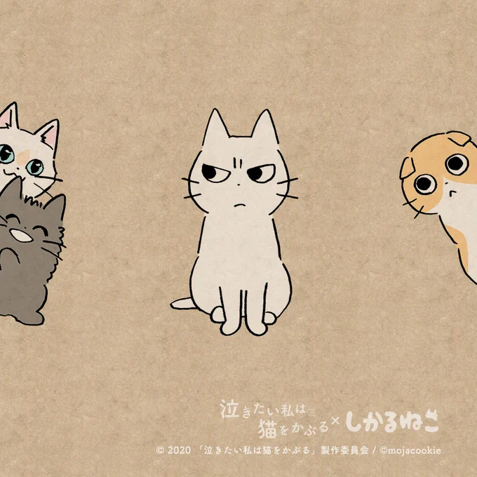 太郎と 泣き猫の仲間たちとしかるねこと あまやかすねこと ながめるねこ#泣きたい私は猫をかぶる #泣き猫 #PR 
