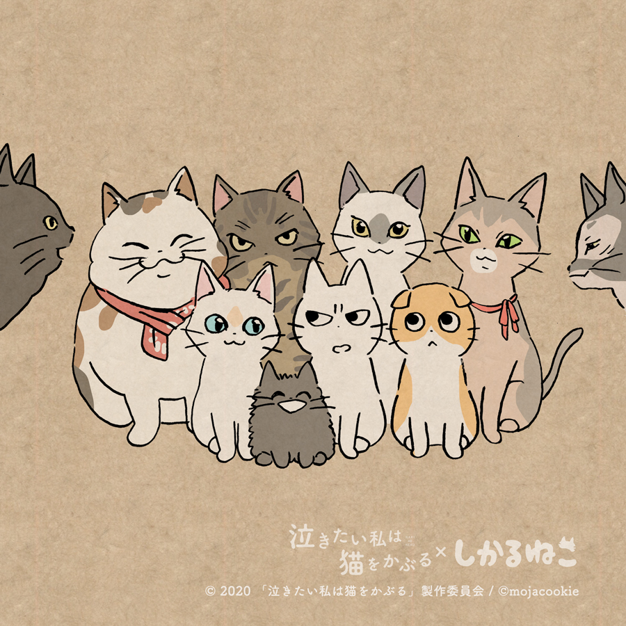 しかるねこ 太郎と 泣き猫の仲間たちと しかるねこと あまやかすねこと ながめるねこ 泣きたい私は猫をかぶる 泣き猫 Pr Nakineko Movie