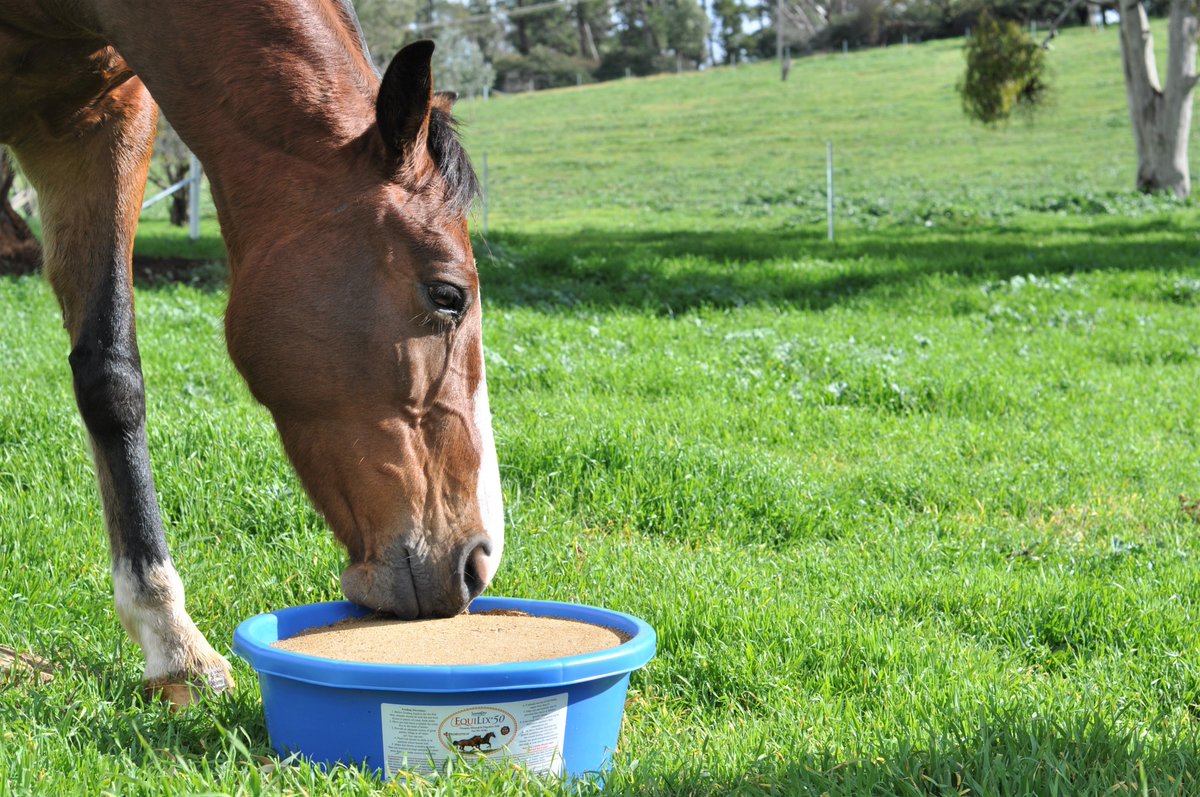 SweetProAus's tweet image. This beautiful mare located near Cowra, NSW, couldn’t wait to get into her new EquiLix block. Providing EquiLix will not only have horses looking their best, but also performing at their best #sweetproaustralia